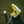 Rubber Ducky Putter